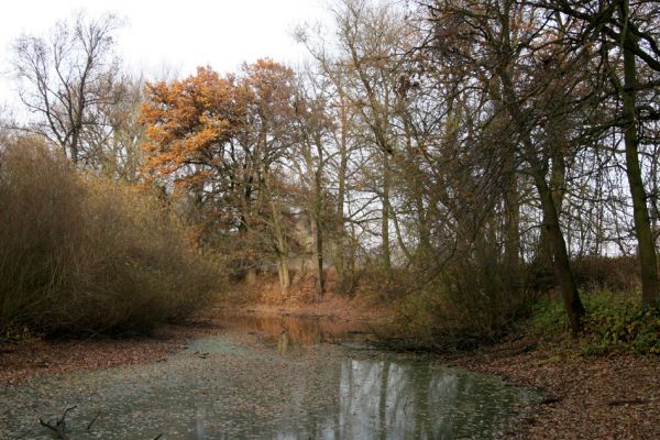 Opatovice nad Labem, Hrozná, 14.11.2009
Přírodní památka Hrozná - pohled na slepé rameno Labe.
Klíčová slova: Opatovice nad Labem Hrozná Labe