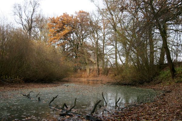 Opatovice nad Labem, Hrozná, 14.11.2009
Přírodní památka Hrozná - pohled na slepé rameno Labe.
Klíčová slova: Opatovice nad Labem Hrozná Labe