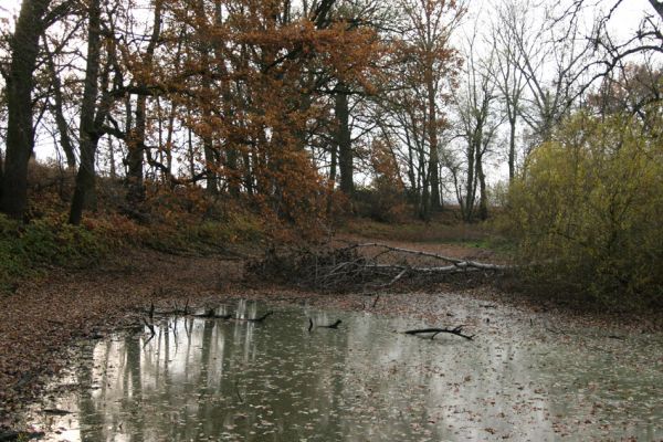 Opatovice nad Labem, Hrozná, 14.11.2009
Přírodní památka Hrozná - pohled na slepé rameno Labe.
Klíčová slova: Opatovice nad Labem Hrozná Labe