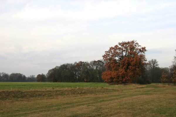 Opatovice nad Labem, 14.11.2009
Polabiny - pohled na lužní les od jihu od zazemněného ramene. 
Mots-clés: Opatovice nad Labem Polabiny