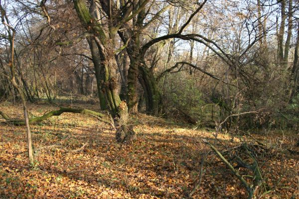 Opatovice nad Labem, 15.11.2009
Podzim v lužním les u Labe, východně od elektrárny. 
Keywords: Opatovice nad Labem Throscidae Calambus bipustulatus