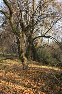 Opatovice nad Labem, 15.11.2009
Podzim v lužním les u Labe, východně od elektrárny. 
Keywords: Opatovice nad Labem Throscidae Calambus bipustulatus