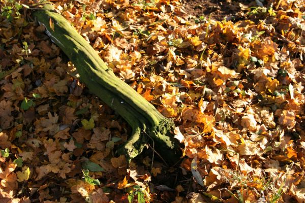 Opatovice nad Labem, 15.11.2009
Padlý kmínek v lužním lese u Labe blízko elektrárny. 
Klíčová slova: Opatovice nad Labem