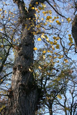 Opatovice nad Labem, 15.11.2009
Statný jilm v lužním les u Labe, východně od elektrárny. 
Klíčová slova: Opatovice nad Labem jilm