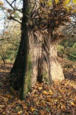 Opatovice nad Labem, 15.11.2009
Statný jilm v lužním les u Labe, východně od elektrárny. 
Klíčová slova: Opatovice nad Labem jilm