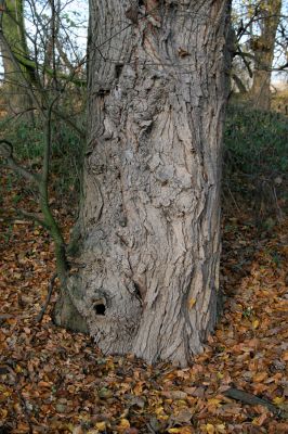 Opatovice nad Labem, 15.11.2009
Statný jilm v lužním les u Labe, východně od elektrárny. Jeho kmen je dutý.
Mots-clés: Opatovice nad Labem jilm