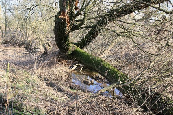 Opatovice-Bukovina_lužní les_15.3.2008
Lužní les u soutoku Labe s bezejmenným potokem.
Schlüsselwörter: Opatovice Bukovina lužní les