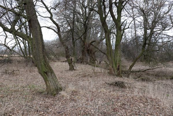 Opatovice nad Labem, 15.3.2021
Polabiny - jih, lužní les u Labe.
Klíčová slova: Opatovice nad Labem Polabiny jih lužní les