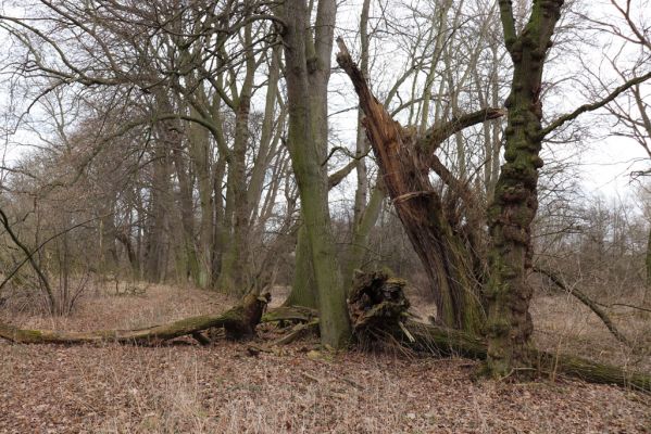 Opatovice nad Labem, 15.3.2021
Polabiny - jih, lužní les u Labe.
Klíčová slova: Opatovice nad Labem Polabiny jih lužní les