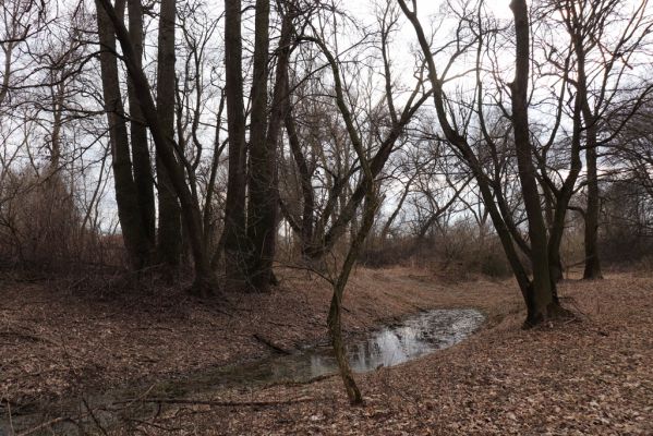 Opatovice nad Labem, 15.3.2021
Polabiny - jih, lužní les u Labe.
Klíčová slova: Opatovice nad Labem Polabiny jih lužní les
