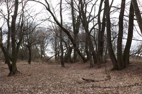 Opatovice nad Labem, 15.3.2021
Polabiny - jih, lužní les u Labe.
Keywords: Opatovice nad Labem Polabiny jih lužní les