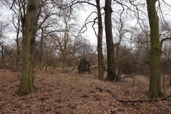 Opatovice nad Labem, 15.3.2021
Polabiny - jih, lužní les u Labe.
Klíčová slova: Opatovice nad Labem Polabiny jih lužní les