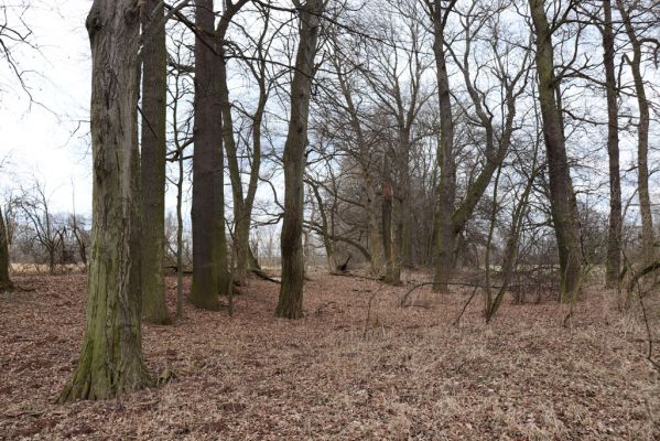 Opatovice nad Labem, 15.3.2021
Polabiny - jih, lužní les u Labe.
Klíčová slova: Opatovice nad Labem Polabiny jih lužní les