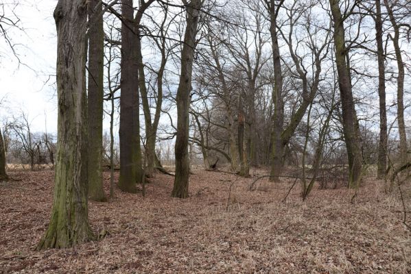 Opatovice nad Labem, 15.3.2021
Polabiny - jih, lužní les u Labe.
Schlüsselwörter: Opatovice nad Labem Polabiny jih lužní les