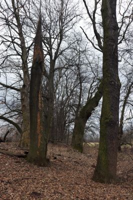 Opatovice nad Labem, 15.3.2021
Polabiny - jih, lužní les u Labe.
Schlüsselwörter: Opatovice nad Labem Polabiny jih lužní les