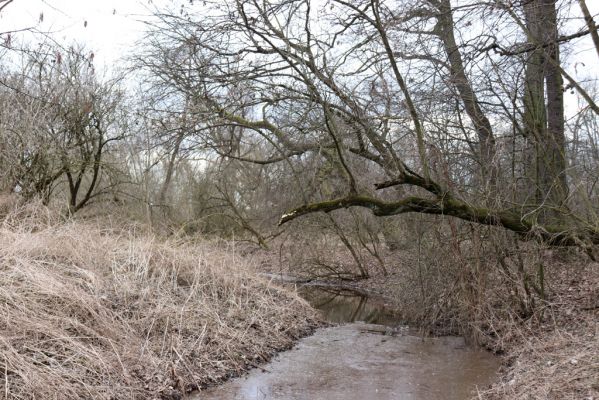 Opatovice nad Labem, 15.3.2021
Polabiny - jih, lužní les u Labe.
Klíčová slova: Opatovice nad Labem Polabiny jih lužní les