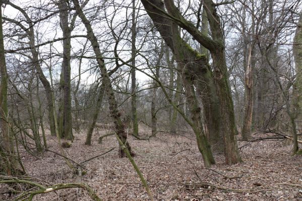 Opatovice nad Labem, 15.3.2021
Polabiny - jih, lužní les u Labe.
Mots-clés: Opatovice nad Labem Polabiny jih lužní les