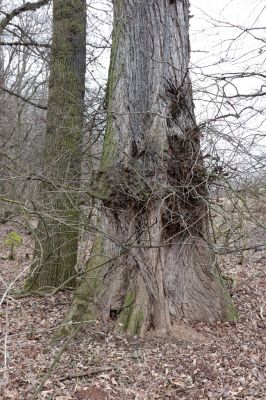 Opatovice nad Labem, 15.3.2021
Polabiny - jih, lužní les u Labe.
Mots-clés: Opatovice nad Labem Polabiny jih lužní les