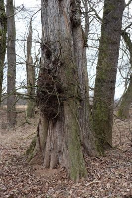 Opatovice nad Labem, 15.3.2021
Polabiny - jih, lužní les u Labe.
Mots-clés: Opatovice nad Labem Polabiny jih lužní les