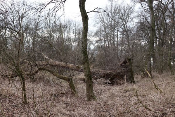 Bukovina nad Labem, 15.3.2021
Polabiny - jih, lužní les u Labe.
Keywords: Opatovice nad Labem Bukovina nad Labem Polabiny jih lužní les