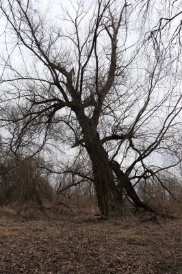 Bukovina nad Labem, 15.3.2021
Polabiny - jih, lužní les u Labe.
Klíčová slova: Opatovice nad Labem Bukovina nad Labem Polabiny jih lužní les