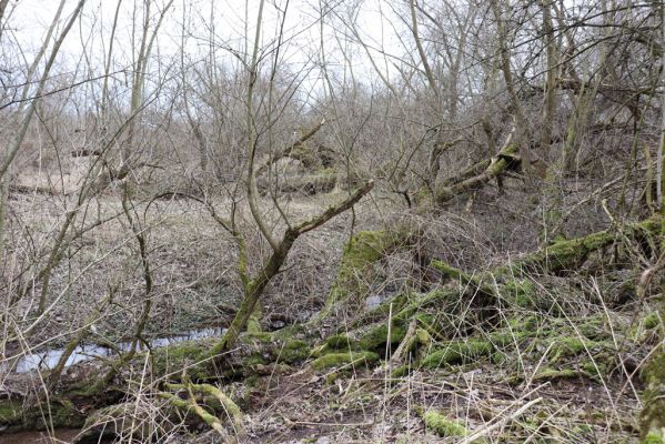 Bukovina nad Labem, 15.3.2021
Polabiny - jih, lužní les u Labe.
Mots-clés: Opatovice nad Labem Bukovina nad Labem Polabiny jih lužní les