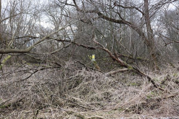 Bukovina nad Labem, 15.3.2021
Polabiny - jih, lužní les u Labe.
Schlüsselwörter: Opatovice nad Labem Bukovina nad Labem Polabiny jih lužní les