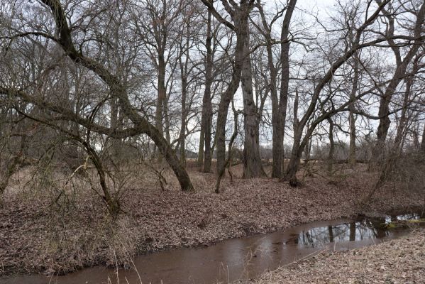 Opatovice nad Labem, 15.3.2021
Polabiny - jih, lužní les u Labe.
Keywords: Opatovice nad Labem Polabiny jih lužní les