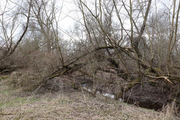 Bukovina nad Labem, 15.3.2021
Polabiny - jih, lužní les u Labe.
Klíčová slova: Opatovice nad Labem Bukovina nad Labem Polabiny jih lužní les