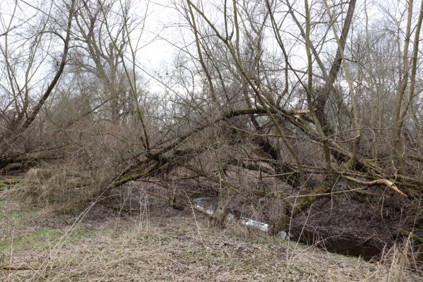 Bukovina nad Labem, 15.3.2021
Polabiny - jih, lužní les u Labe.
Mots-clés: Opatovice nad Labem Bukovina nad Labem Polabiny jih lužní les