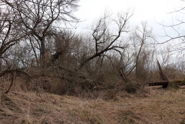 Bukovina nad Labem, 15.3.2021
Polabiny - jih, lužní les u Labe.
Keywords: Opatovice nad Labem Bukovina nad Labem Polabiny jih lužní les