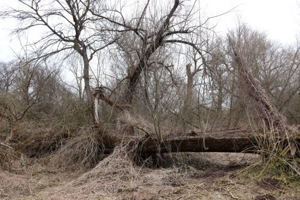 Bukovina nad Labem, 15.3.2021
Polabiny - jih, lužní les u Labe.
Keywords: Opatovice nad Labem Bukovina nad Labem Polabiny jih lužní les