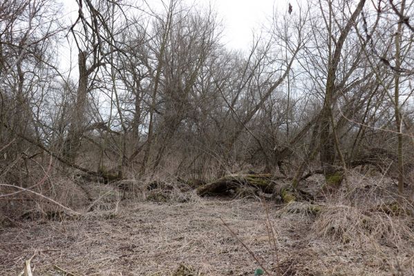 Bukovina nad Labem, 15.3.2021
Polabiny - jih, lužní les u Labe.
Klíčová slova: Opatovice nad Labem Bukovina nad Labem Polabiny jih lužní les