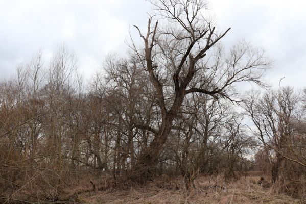 Bukovina nad Labem, 15.3.2021
Polabiny - jih, lužní les u Labe.
Klíčová slova: Opatovice nad Labem Bukovina nad Labem Polabiny jih lužní les