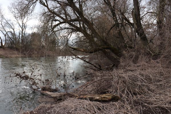 Bukovina nad Labem, 15.3.2021
Polabiny - jih, břeh Labe.
Keywords: Opatovice nad Labem Bukovina nad Labem Polabiny jih lužní les