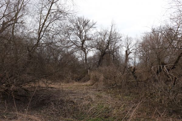 Bukovina nad Labem, 15.3.2021
Polabiny - jih, lužní les u Labe.
Klíčová slova: Opatovice nad Labem Bukovina nad Labem Polabiny jih lužní les