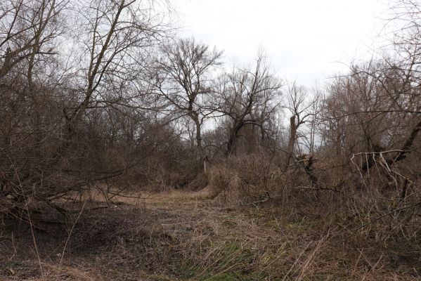 Bukovina nad Labem, 15.3.2021
Polabiny - jih, lužní les u Labe.
Schlüsselwörter: Opatovice nad Labem Bukovina nad Labem Polabiny jih lužní les