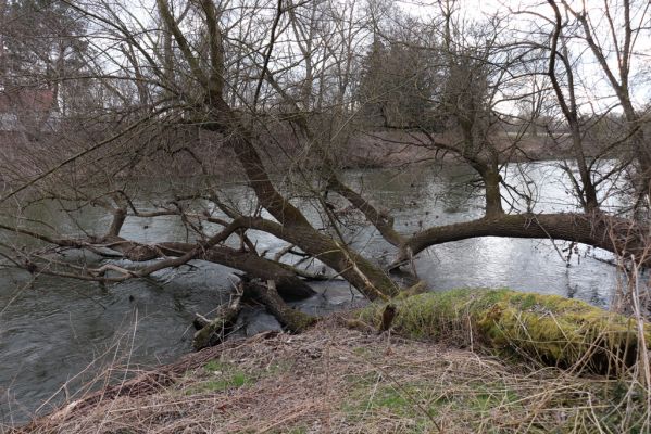 Bukovina nad Labem, 15.3.2021
Polabiny - jih, lužní les u Labe.
Klíčová slova: Opatovice nad Labem Bukovina nad Labem Polabiny jih lužní les