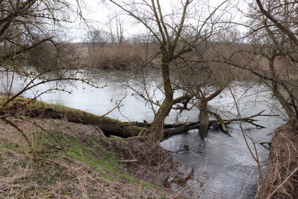 Bukovina nad Labem, 15.3.2021
Polabiny - jih, lužní les u Labe.
Klíčová slova: Opatovice nad Labem Bukovina nad Labem Polabiny jih lužní les