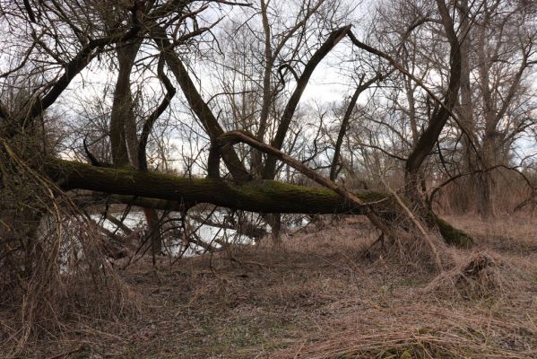 Bukovina nad Labem, 15.3.2021
Polabiny - jih, lužní les u Labe.
Klíčová slova: Opatovice nad Labem Bukovina nad Labem Polabiny jih lužní les