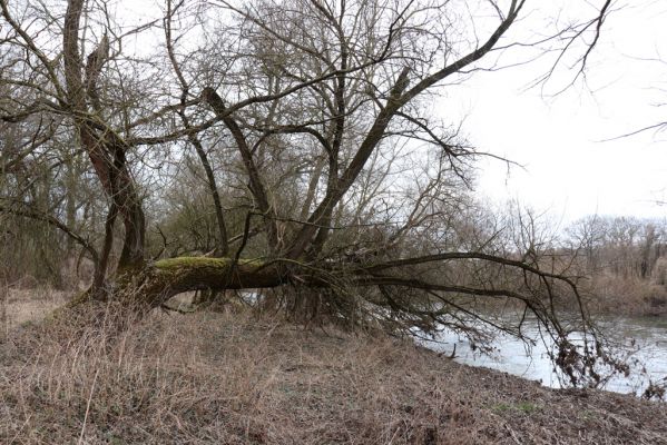 Bukovina nad Labem, 15.3.2021
Polabiny - jih, lužní les u Labe.
Klíčová slova: Opatovice nad Labem Bukovina nad Labem Polabiny jih lužní les