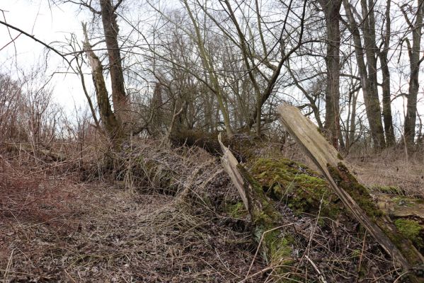 Bukovina nad Labem, 15.3.2021
Polabiny - jih, lužní les u Labe.
Klíčová slova: Opatovice nad Labem Bukovina nad Labem Polabiny jih lužní les