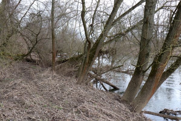 Bukovina nad Labem, 15.3.2021
Polabiny - jih, lužní les u Labe.
Klíčová slova: Opatovice nad Labem Bukovina nad Labem Polabiny jih lužní les
