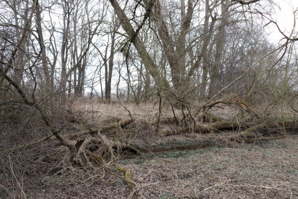 Bukovina nad Labem, 15.3.2021
Polabiny - jih, lužní les u Labe.
Klíčová slova: Opatovice nad Labem Bukovina nad Labem Polabiny jih lužní les