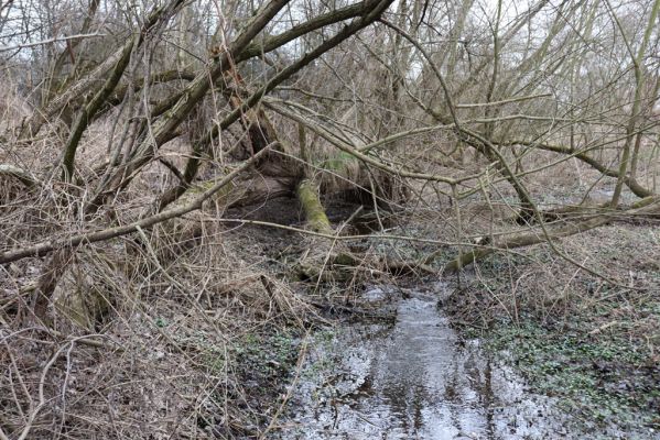 Bukovina nad Labem, 15.3.2021
Polabiny - jih, lužní les u Labe.
Klíčová slova: Opatovice nad Labem Bukovina nad Labem Polabiny jih lužní les