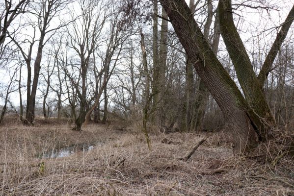 Opatovice nad Labem, 15.3.2021
Polabiny - jih, lužní les u Labe.
Klíčová slova: Opatovice nad Labem Polabiny jih lužní les