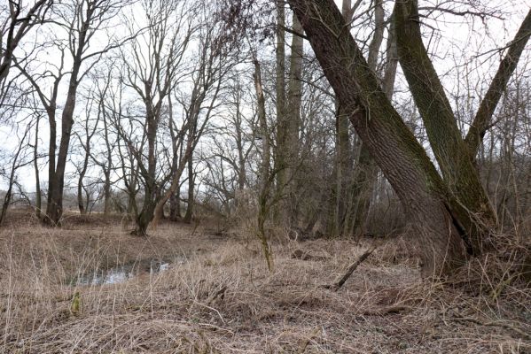 Opatovice nad Labem, 15.3.2021
Polabiny - jih, lužní les u Labe.
Mots-clés: Opatovice nad Labem Polabiny jih lužní les