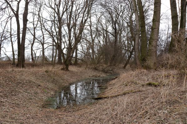 Opatovice nad Labem, 15.3.2021
Polabiny - jih, lužní les u Labe.
Klíčová slova: Opatovice nad Labem Polabiny jih lužní les