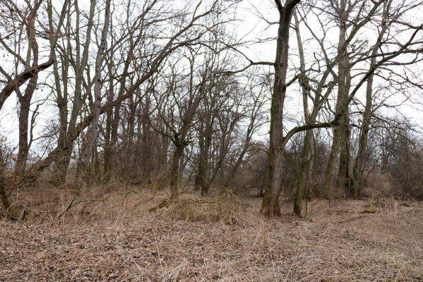 Opatovice nad Labem, 15.3.2021
Polabiny - jih, lužní les u Labe.
Klíčová slova: Opatovice nad Labem Polabiny jih lužní les