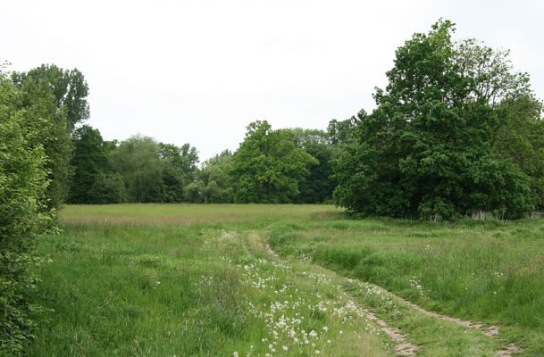 Opatovice nad Labem, Tůň, 17.5.2008
Tůň - polní cesta na záplavových lukách. Pohled k severu.
Mots-clés: Opatovice nad Labem Tůň záplavová louka